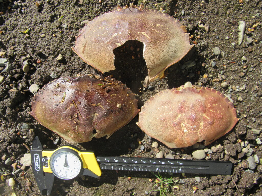 a group of mushrooms (MyCoast AI)