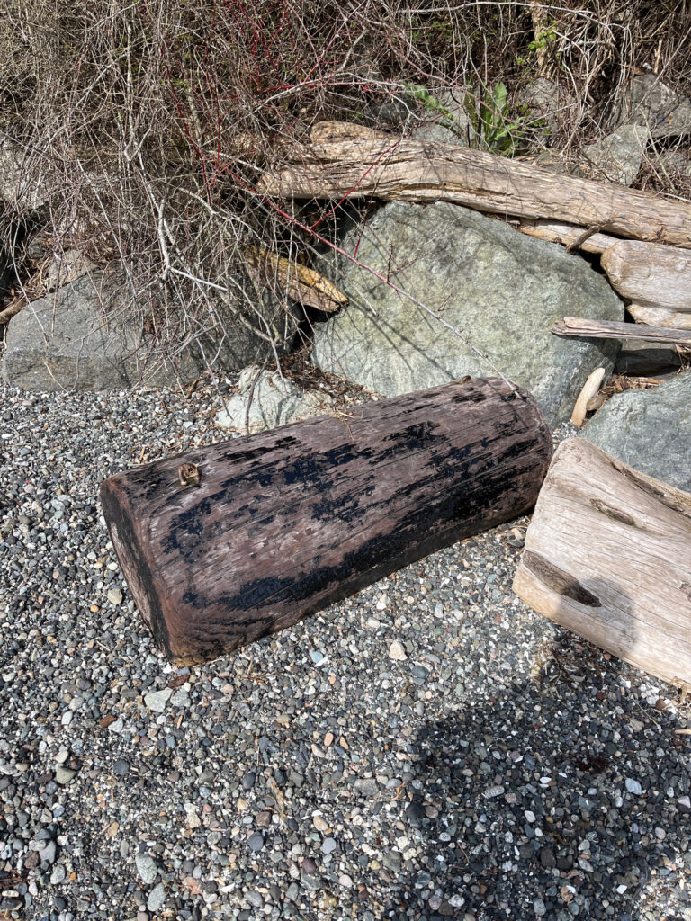 a log on the ground (MyCoast AI)