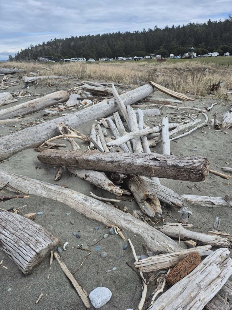 a pile of wood in a field (MyCoast AI)