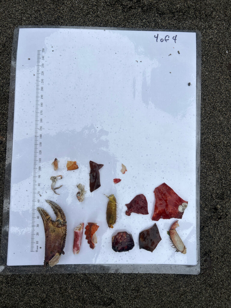 a ruler with a group of brown objects on it (MyCoast AI)