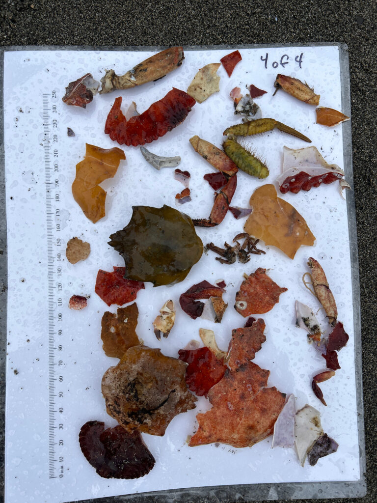 a plate of food (MyCoast AI)