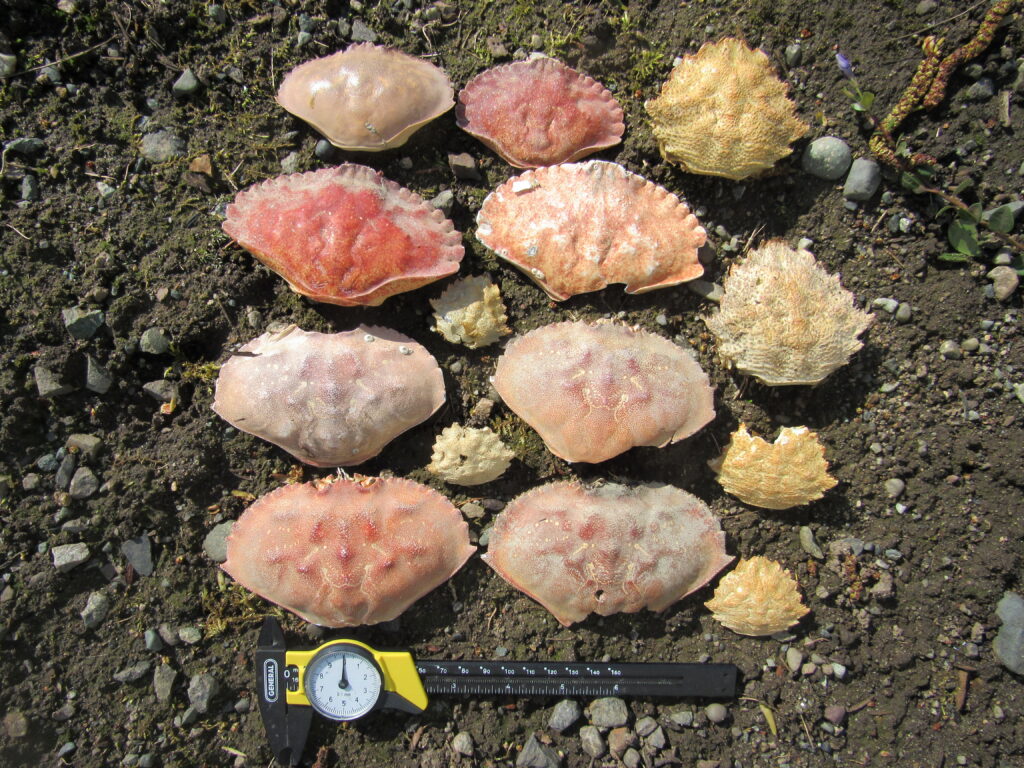 a group of mushrooms (MyCoast AI)