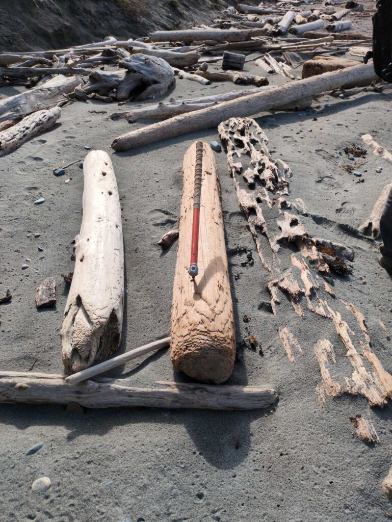 a couple of pieces of wood (MyCoast AI)