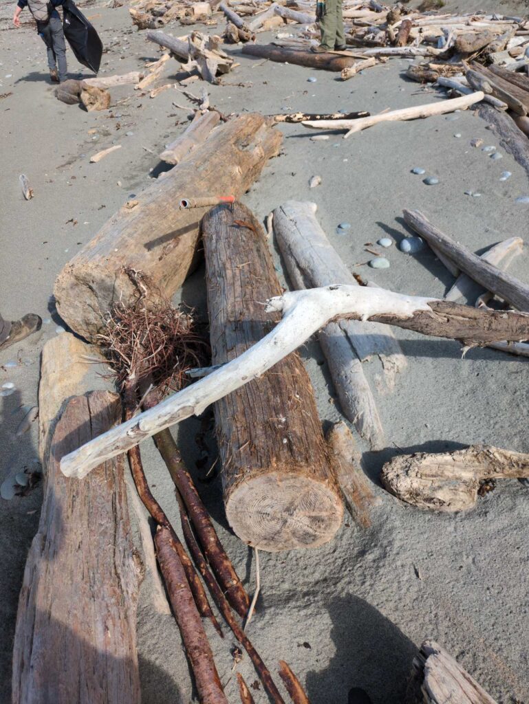 a tree branch on the ground (MyCoast AI)