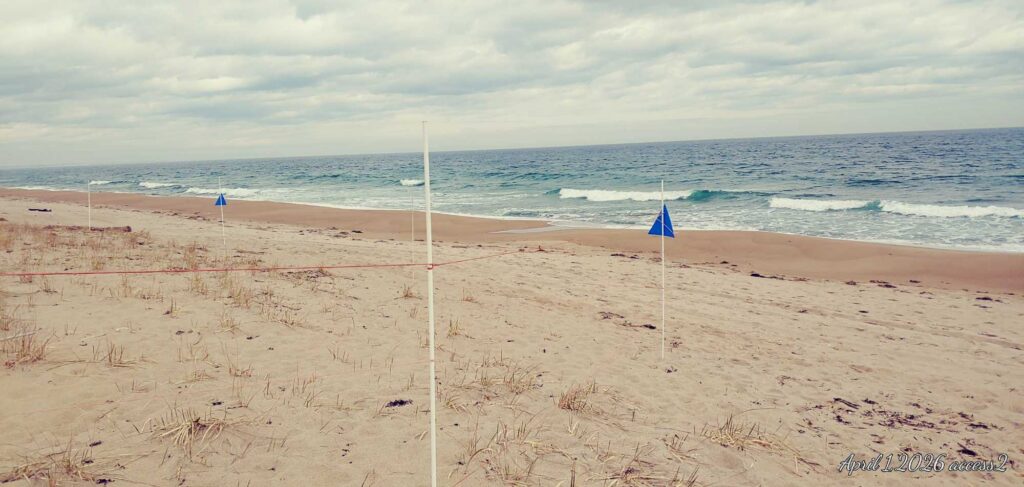 a beach with a few flags (MyCoast AI)