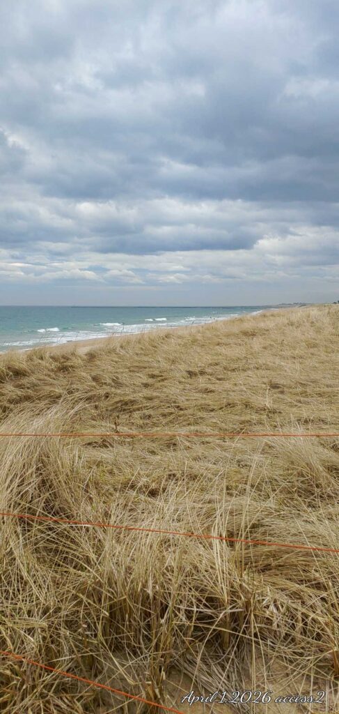 a field of wheat with a beach in the background (MyCoast AI)
