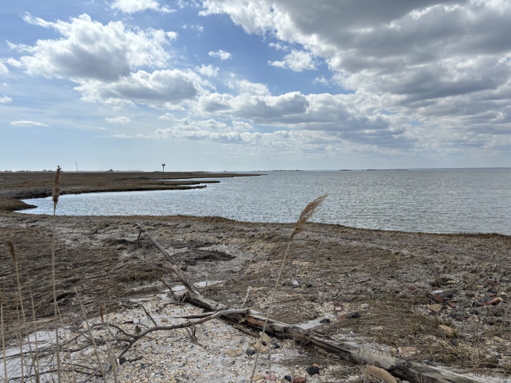 a beach with driftwood (MyCoast AI)