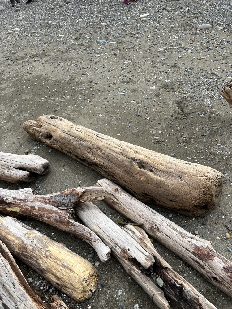 a group of logs on the ground (MyCoast AI)