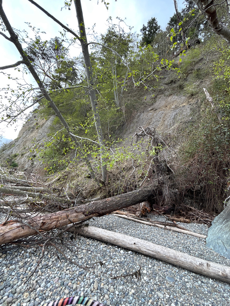 a fallen tree in a forest (MyCoast AI)