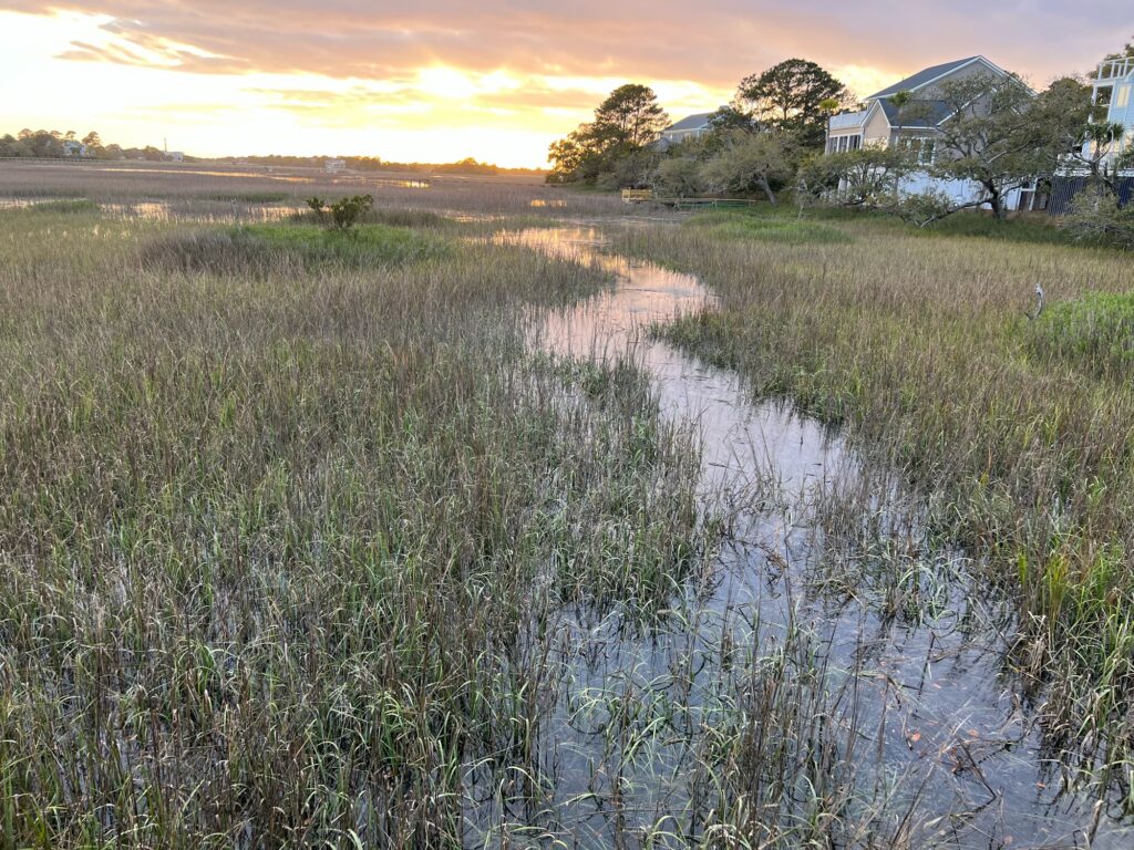 a river with grass and trees (MyCoast AI)