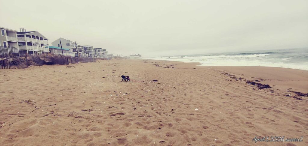 a dog on a beach (MyCoast AI)