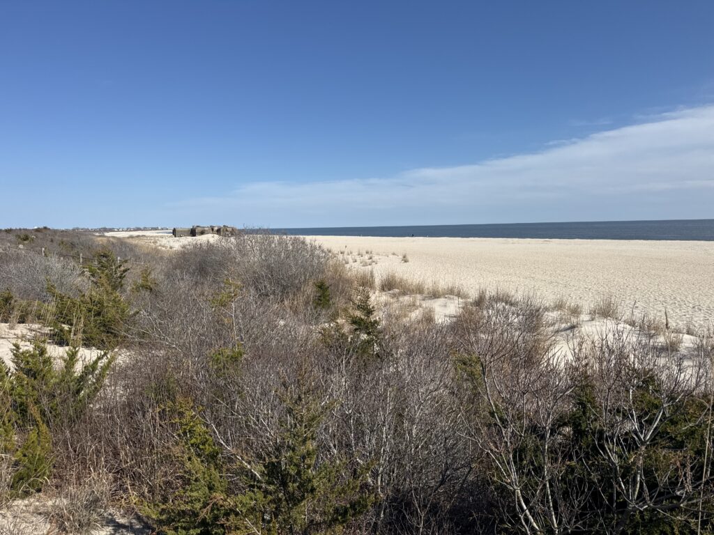a field of dry grass (MyCoast AI)