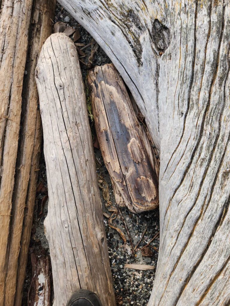 a close up of a tree trunk (MyCoast AI)