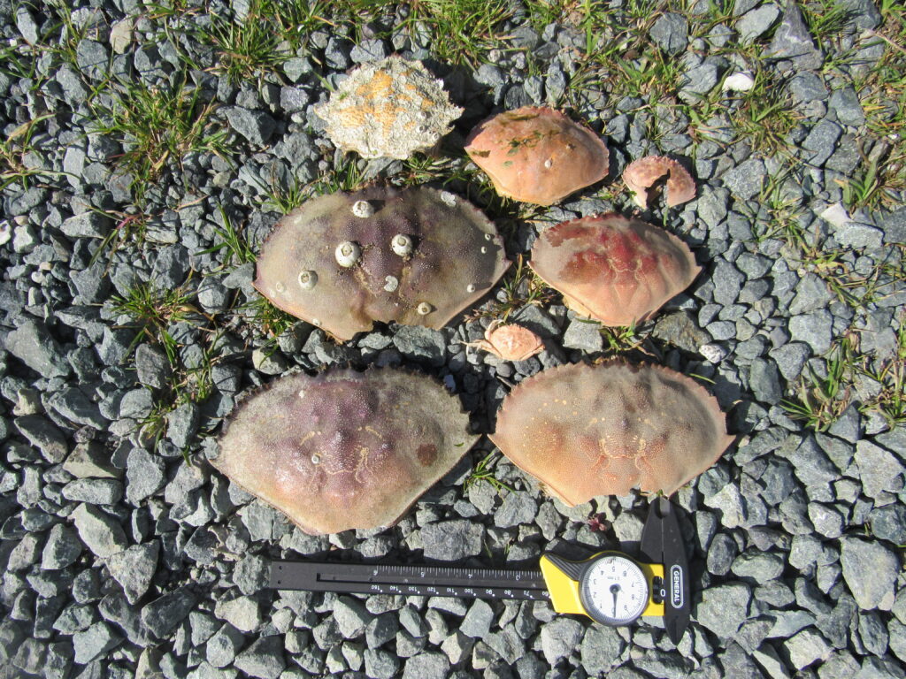 a group of mushrooms (MyCoast AI)