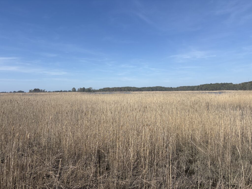 a field of brown grass (MyCoast AI)