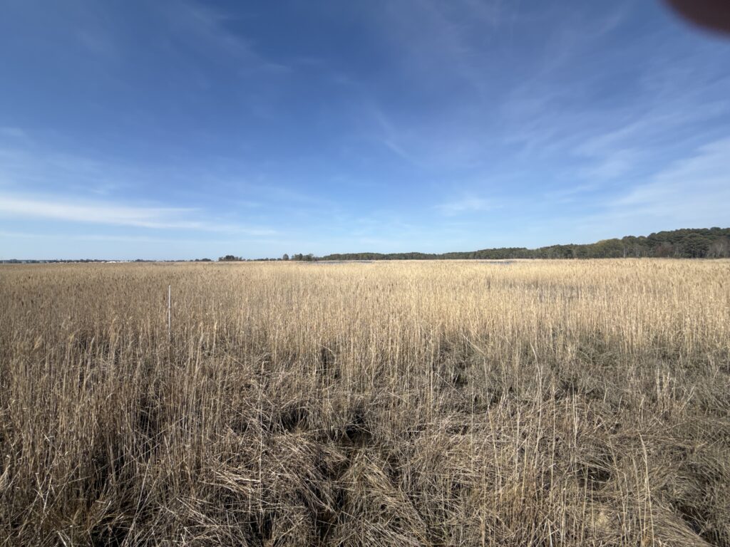 a field of wheat (MyCoast AI)