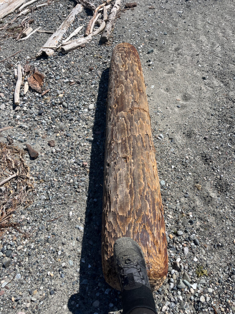 a person's foot on a log (MyCoast AI)