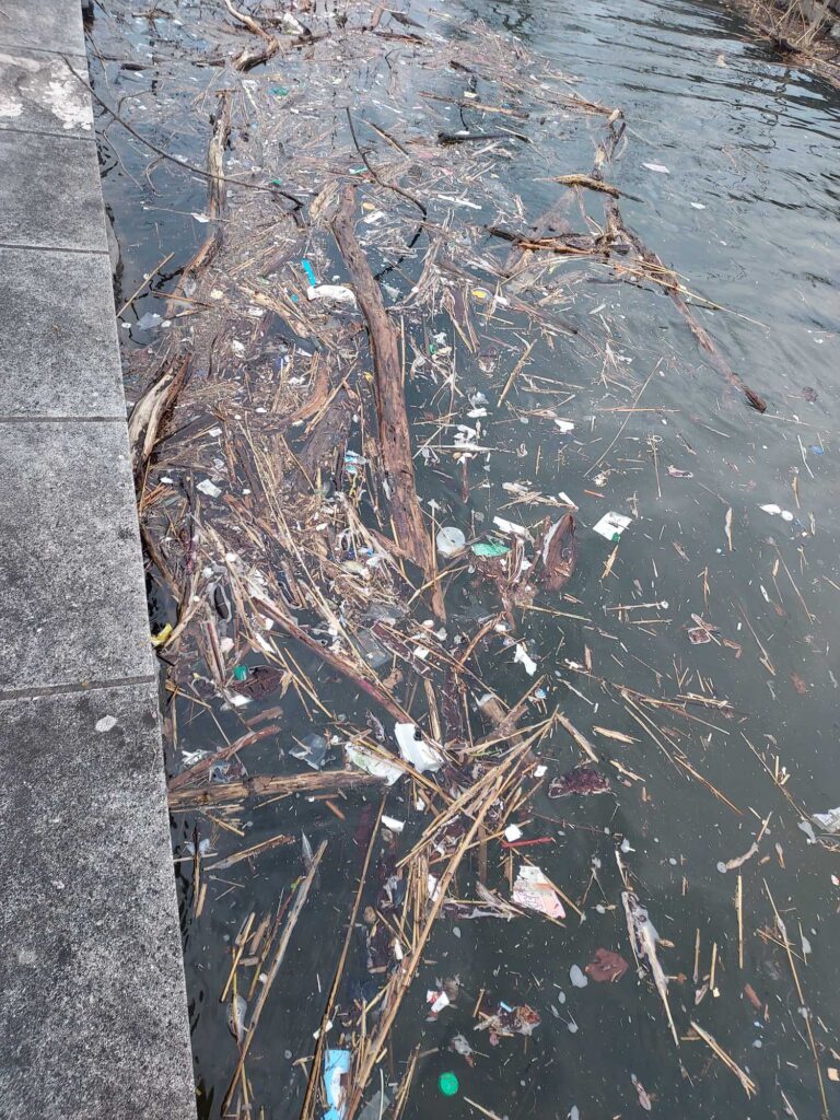 a tree branch in a pond (MyCoast AI)