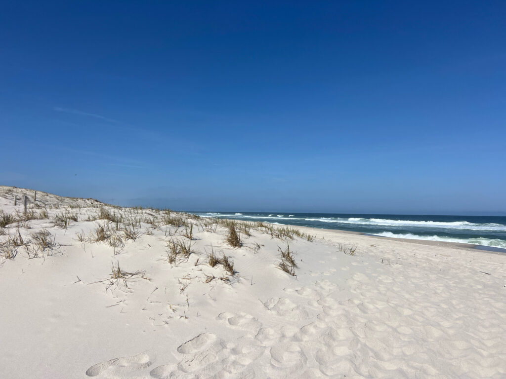 a sandy beach with plants and water (MyCoast AI)