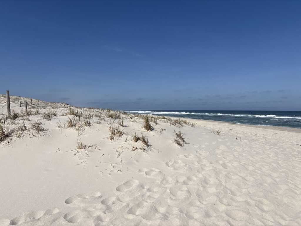 a sandy beach with bushes and water (MyCoast AI)