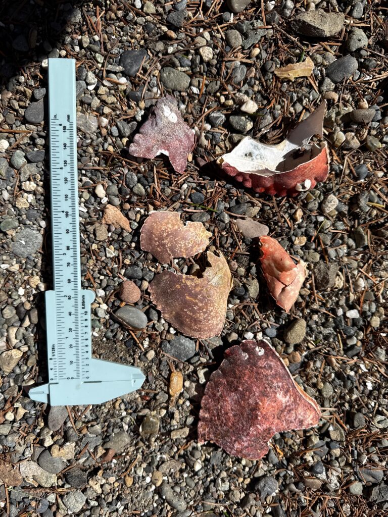 a group of rocks and a ruler (MyCoast AI)