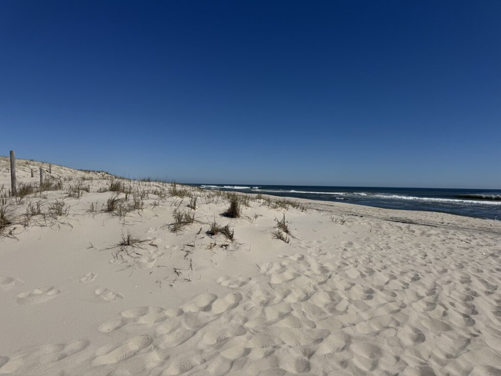 a sandy beach with bushes and sand (MyCoast AI)