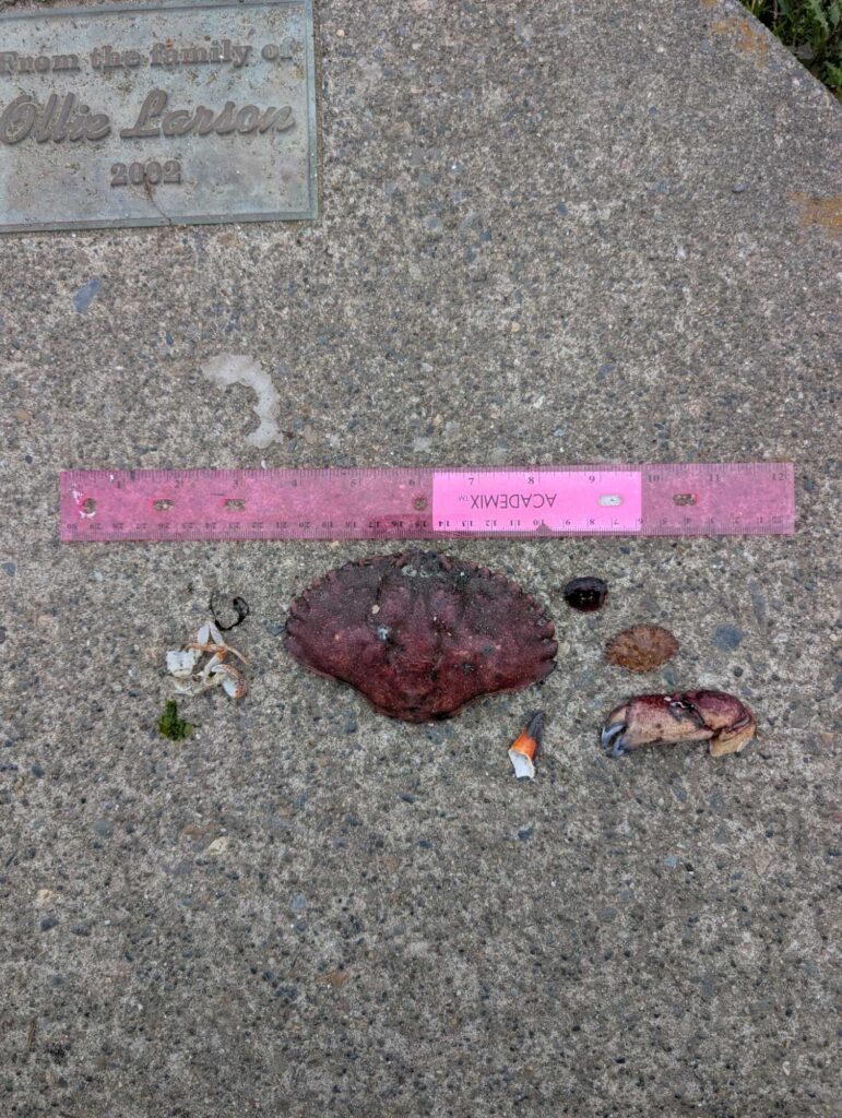 a turtle on a sidewalk (MyCoast AI)