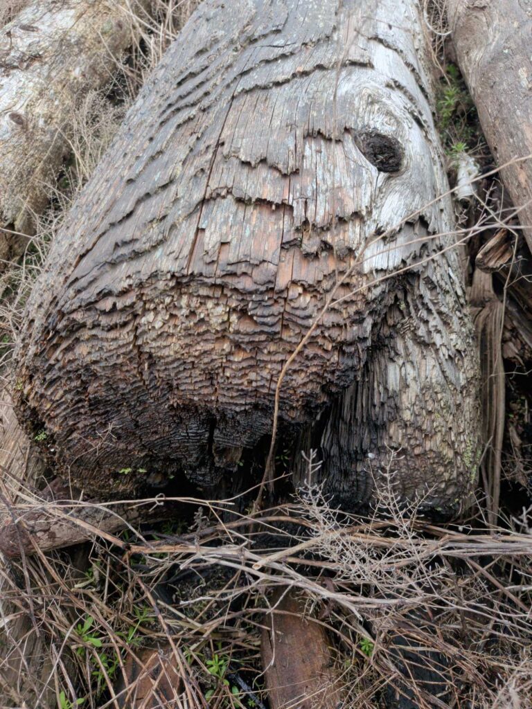a tree trunk with a hole in it (MyCoast AI)