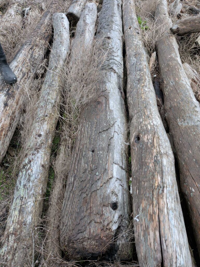 a close-up of a tree trunk (MyCoast AI)