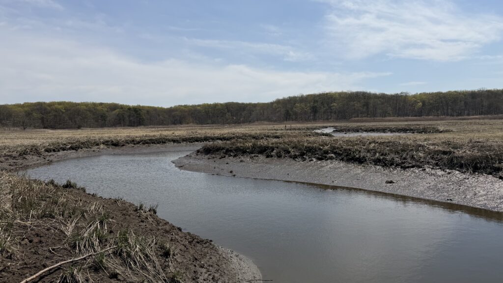 a river with a marsh and trees in the background (MyCoast AI)