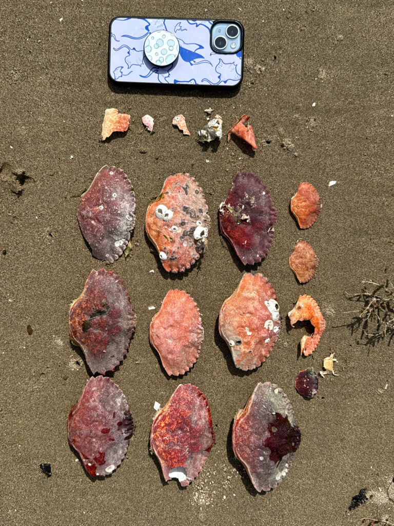 a group of rocks on the ground (MyCoast AI)