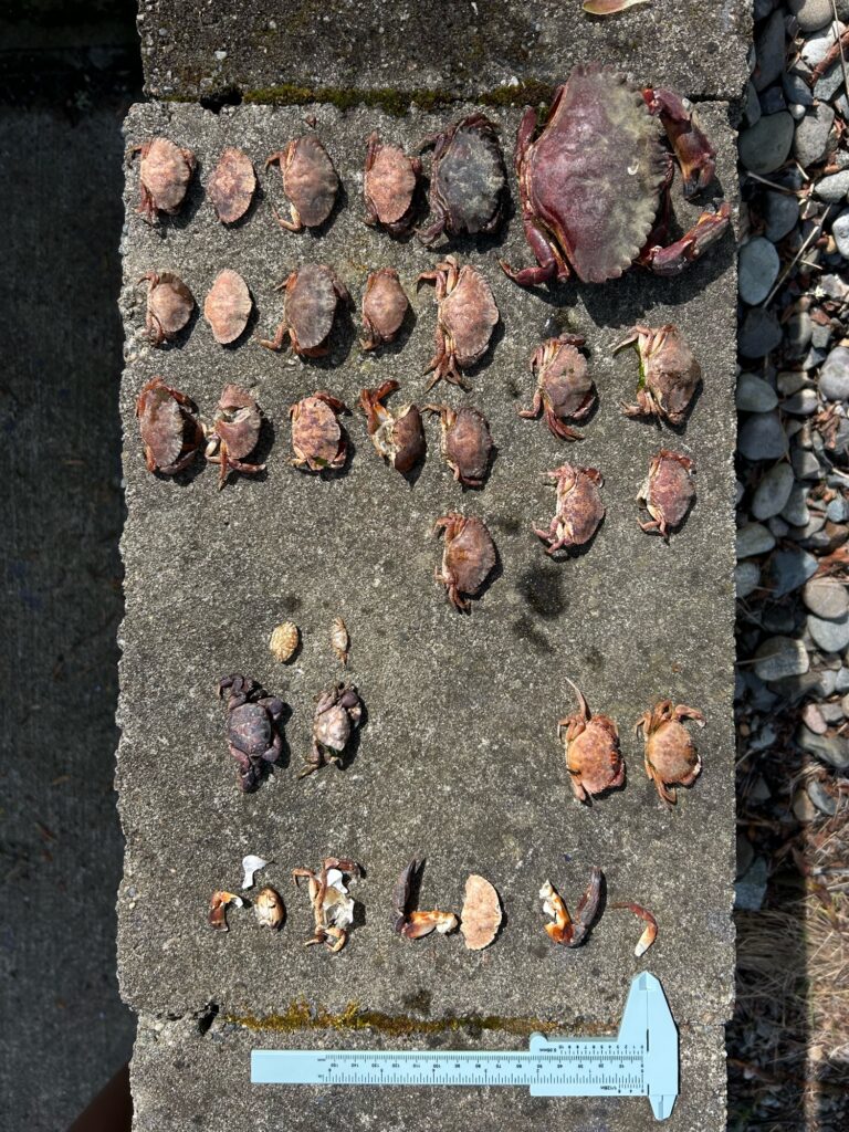 a group of baby ducks (MyCoast AI)