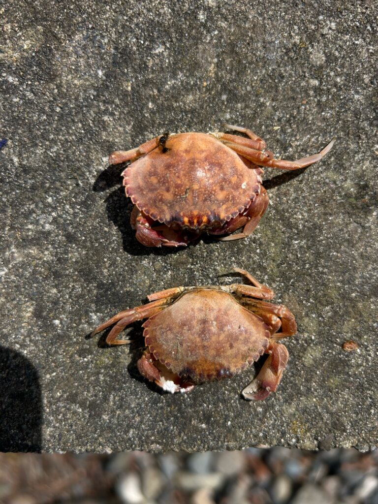 a crab on the ground (MyCoast AI)