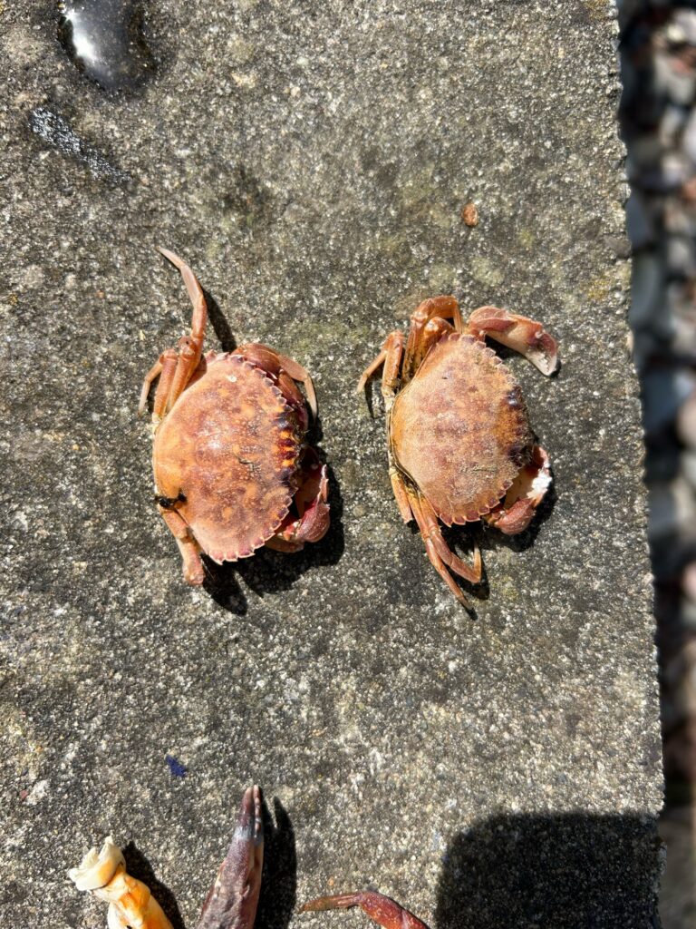 a group of chickens on the ground (MyCoast AI)