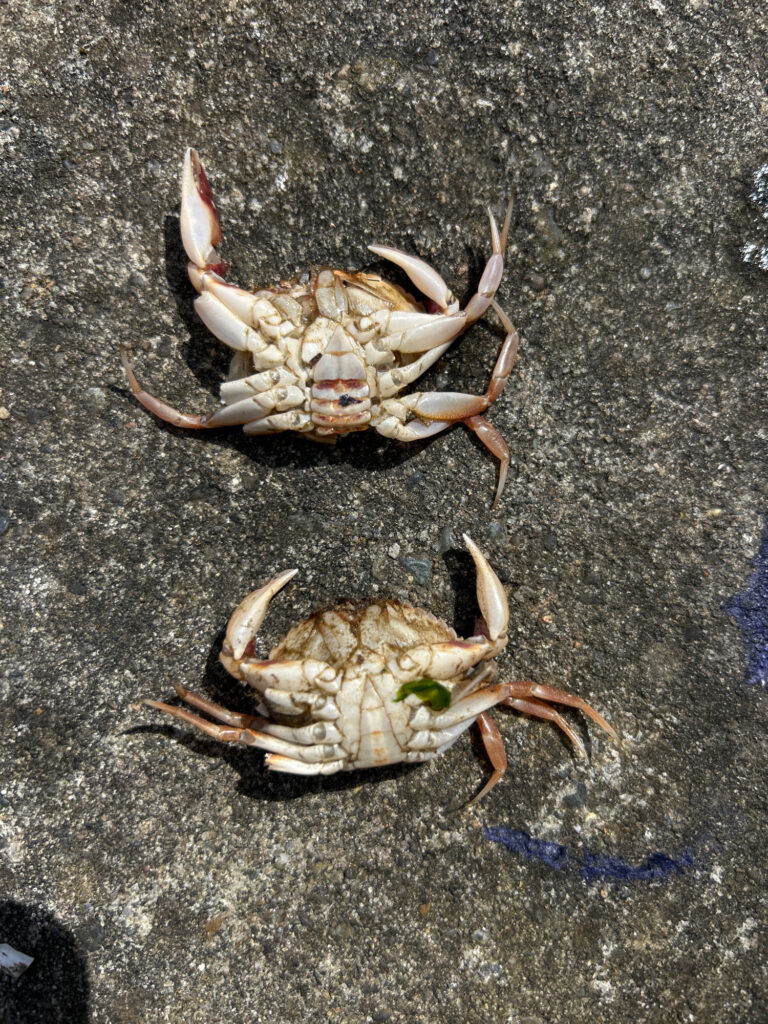 a crab on the ground (MyCoast AI)