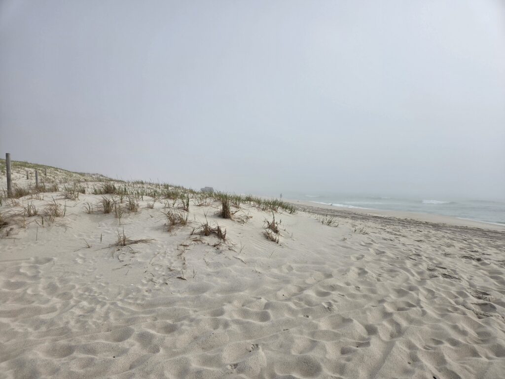 a sandy beach with plants growing on it (MyCoast AI)