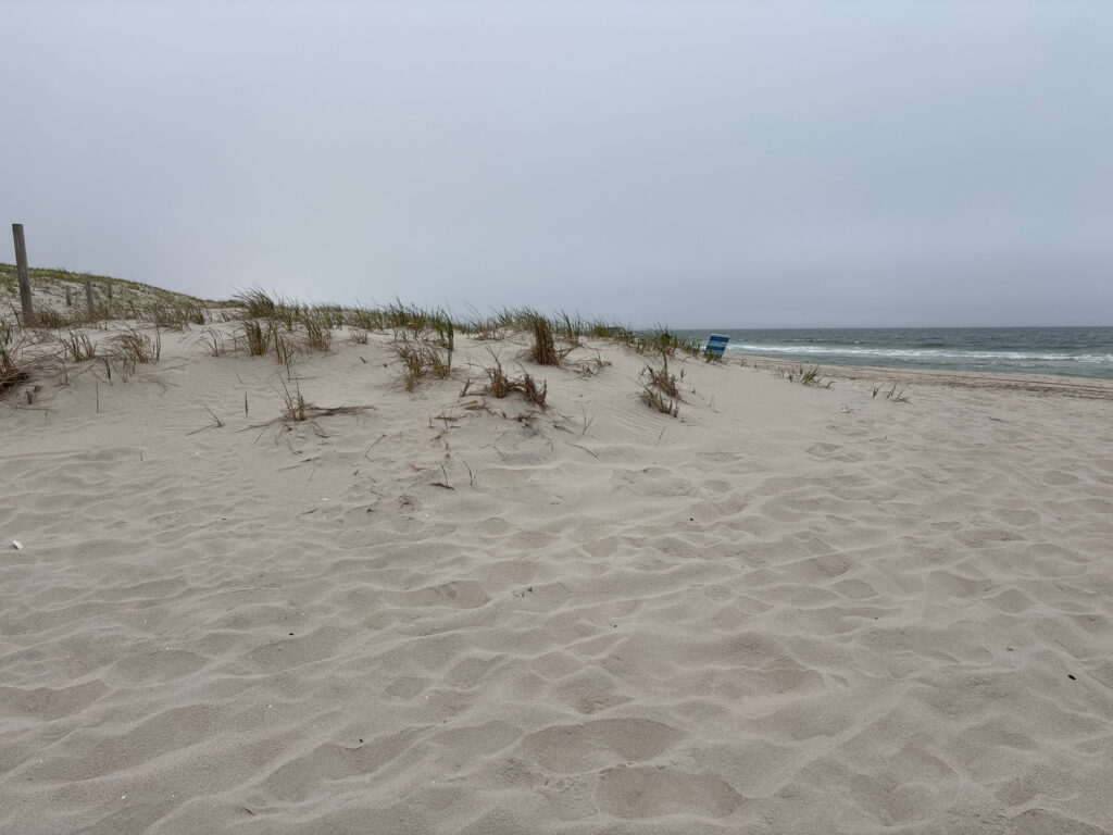 a sandy beach with plants and water (MyCoast AI)
