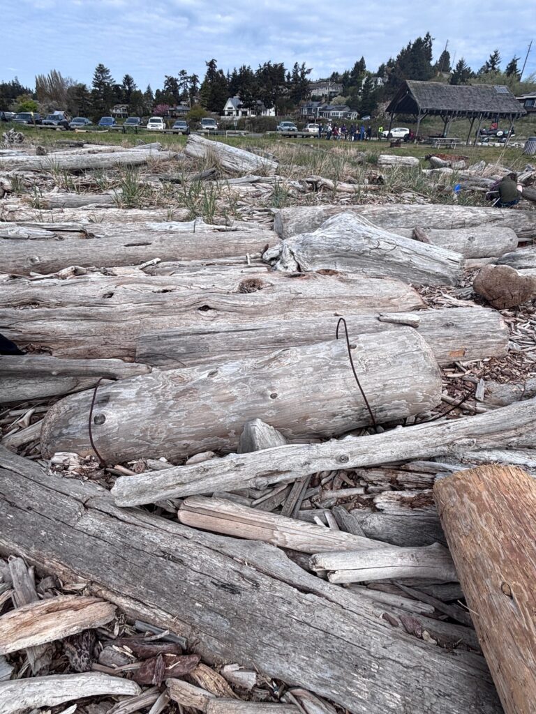 a pile of wood (MyCoast AI)