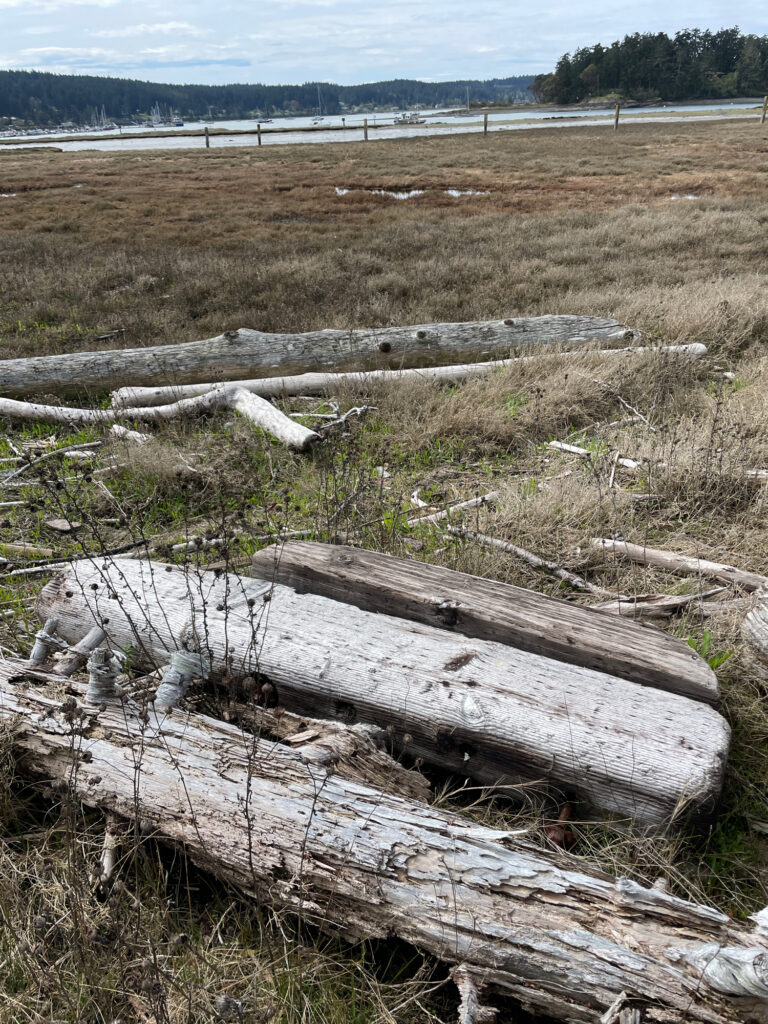 a group of logs in a field (MyCoast AI)