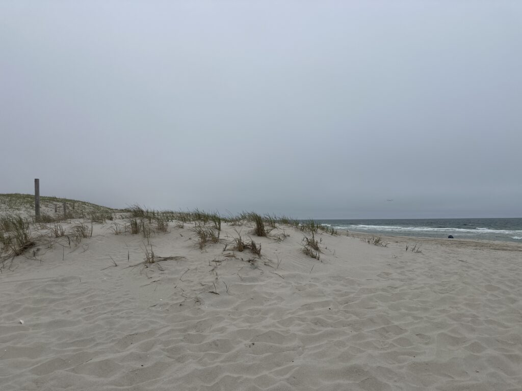 a sandy beach with plants and water (MyCoast AI)