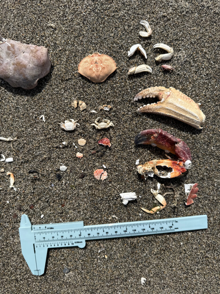 a group of seashells on the ground (MyCoast AI)