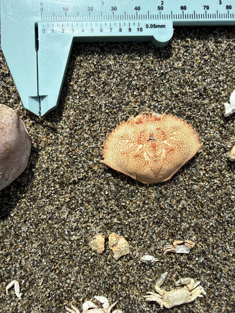 a round brown object on a dirt surface (MyCoast AI)