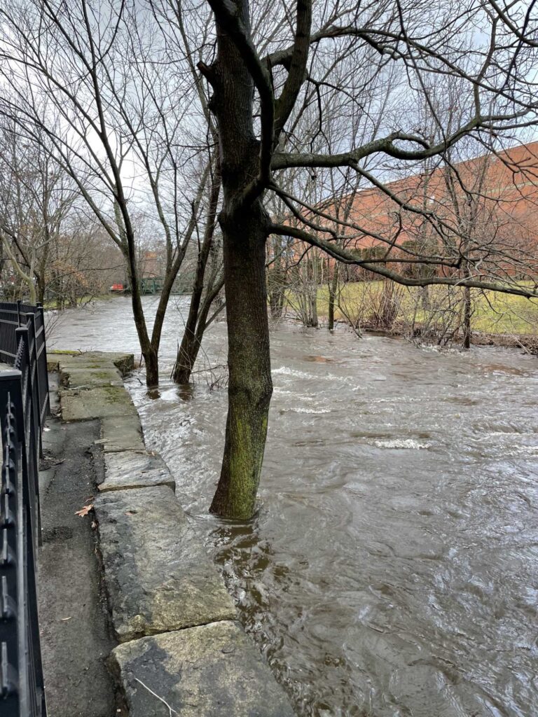 a tree in a flooded area (MyCoast AI)