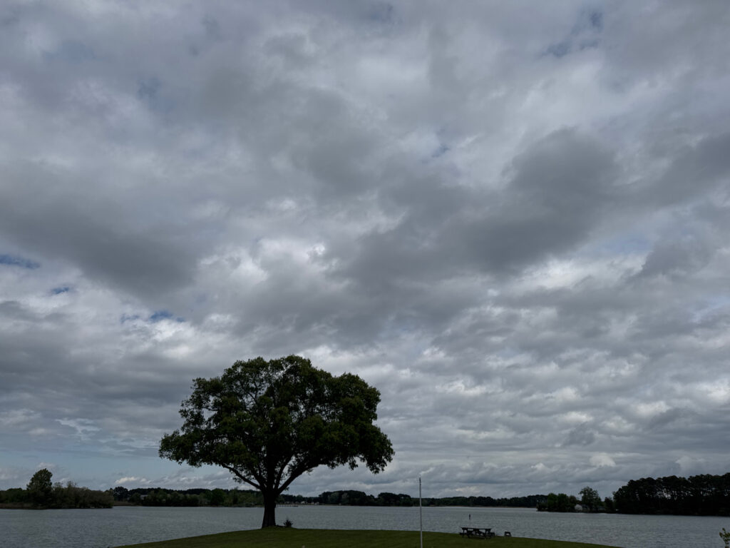 a tree in a field (MyCoast AI)