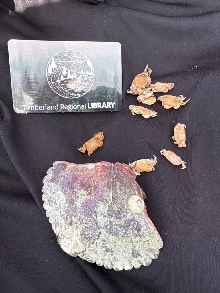 a purple rock with a gold star on it (MyCoast AI)