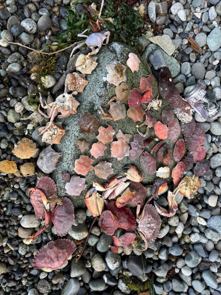 a pile of colorful leaves (MyCoast AI)