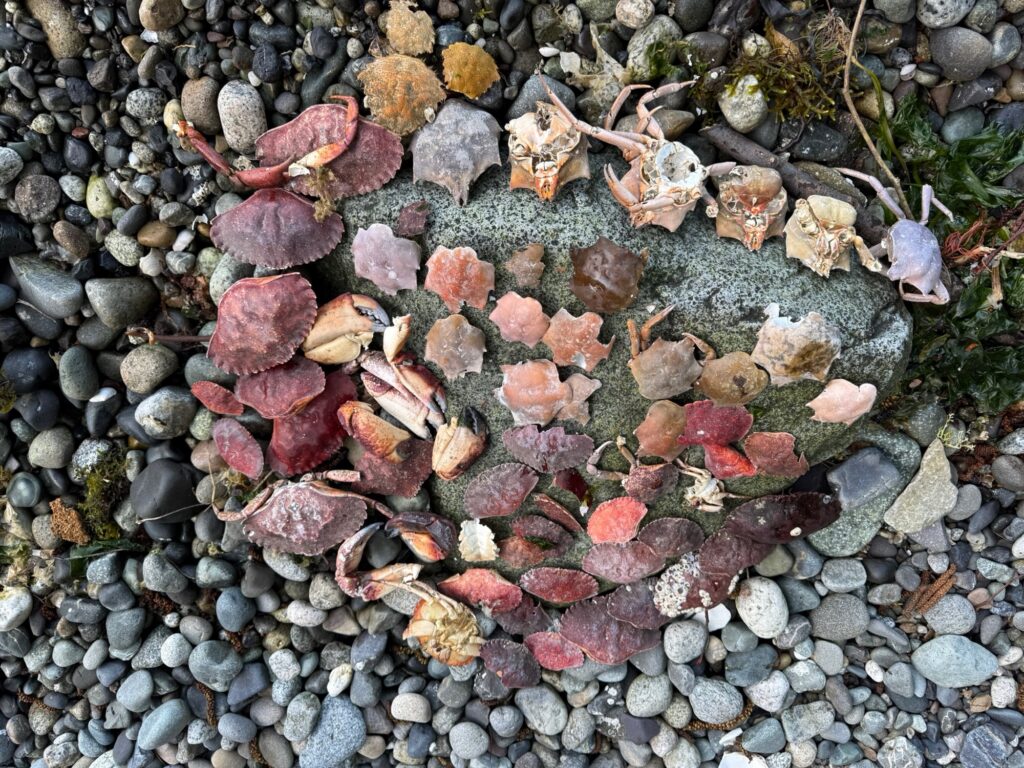 a group of small rocks (MyCoast AI)