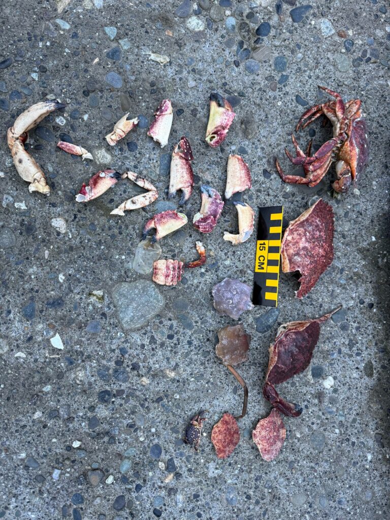 a group of sea shells on a rocky surface (MyCoast AI)