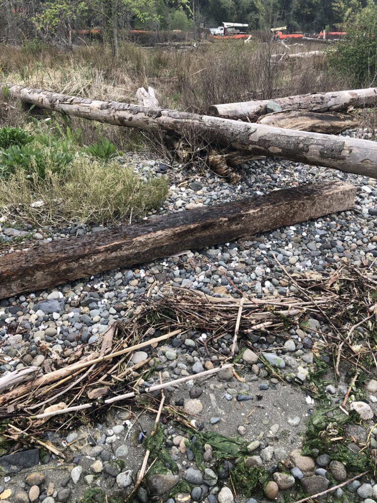 a fallen tree in a rocky area (MyCoast AI)