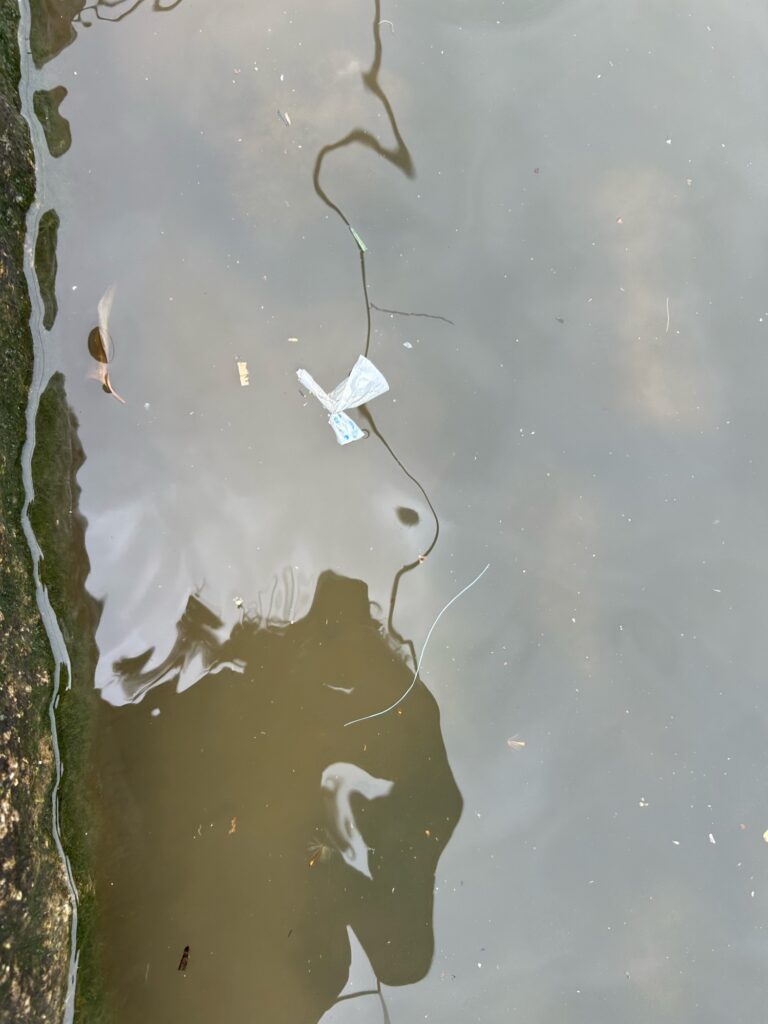 a group of fish swimming in water (MyCoast AI)